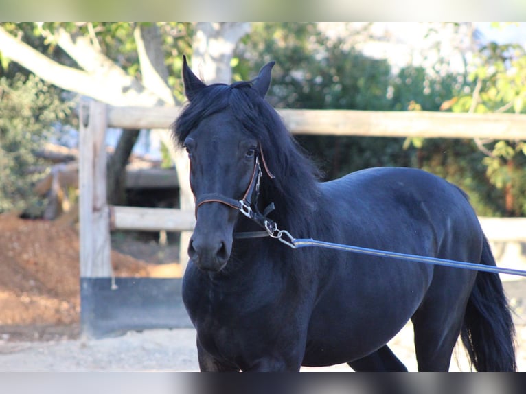 Murgese Étalon 4 Ans 160 cm Noir in Martina Franca