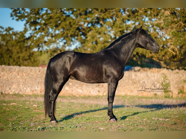 Murgese Étalon 4 Ans 160 cm Noir in Noci