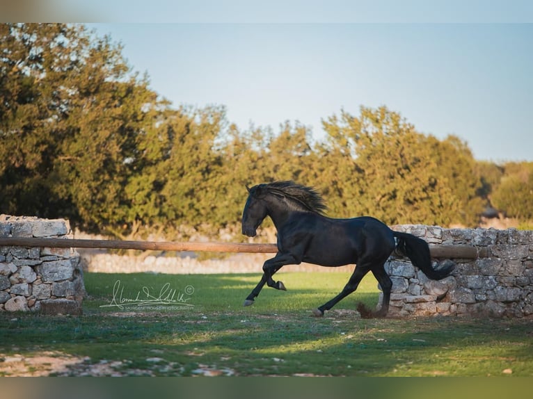 Murgese Étalon 4 Ans 160 cm Noir in Noci