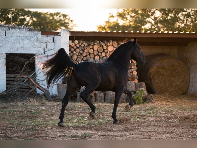 Murgese Étalon 4 Ans 160 cm Noir in Noci