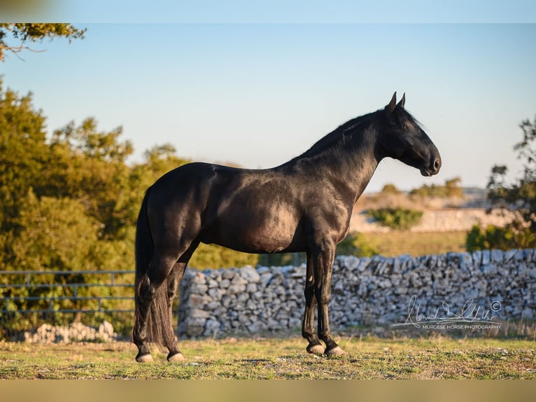 Murgese Étalon 4 Ans 160 cm Noir in Noci