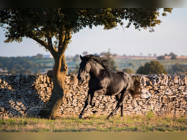 Murgese Étalon 4 Ans 160 cm Noir in Noci
