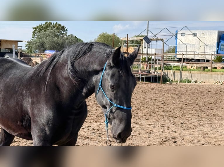 Murgese Étalon 4 Ans 160 cm Noir in Martina Franca