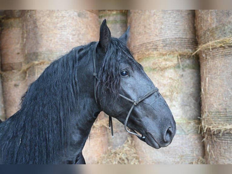 Murgese Étalon 4 Ans Noir in Martina Franca