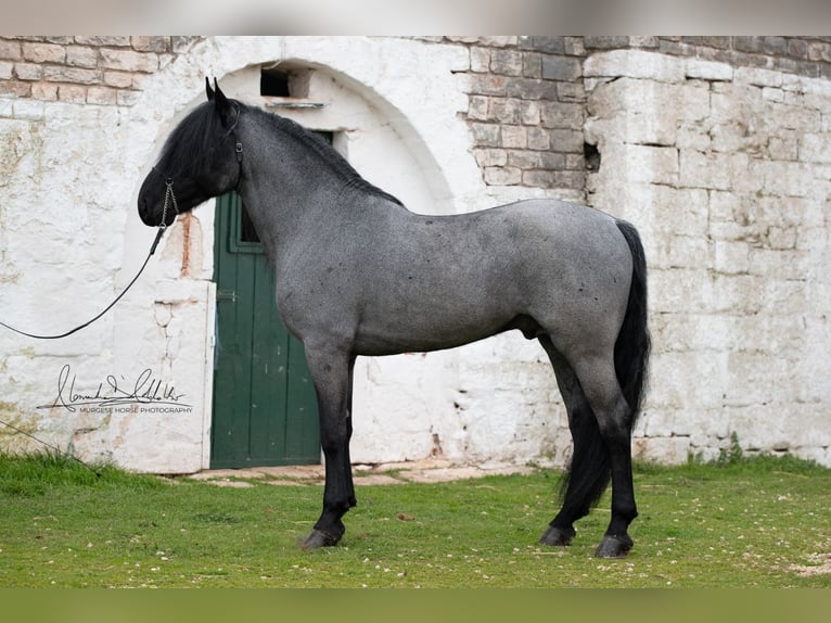 Murgese Étalon 7 Ans 161 cm Rouan Bleu in San Paolo