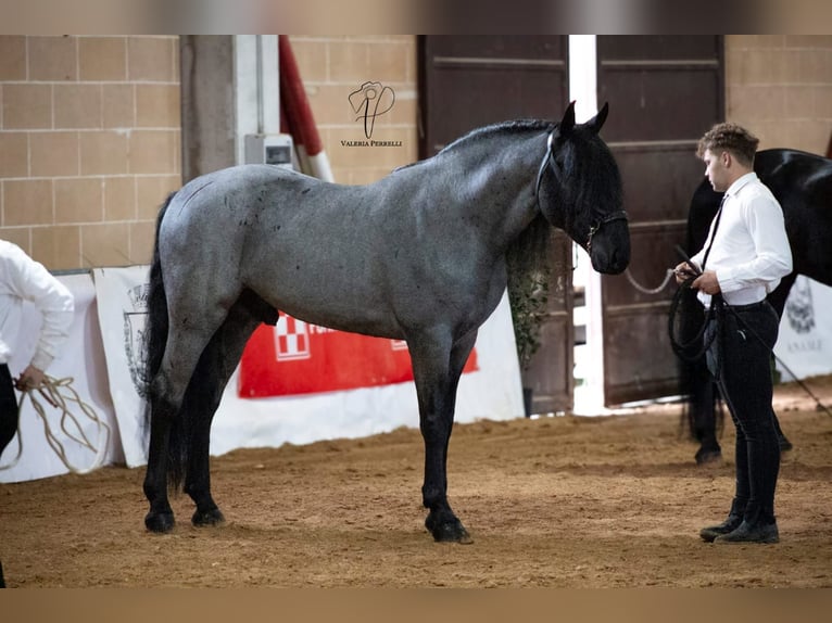 Murgese Étalon 7 Ans 161 cm Rouan Bleu in San Paolo