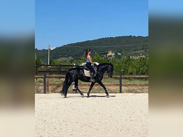 Murgese Étalon 8 Ans 153 cm Noir in Grosseto