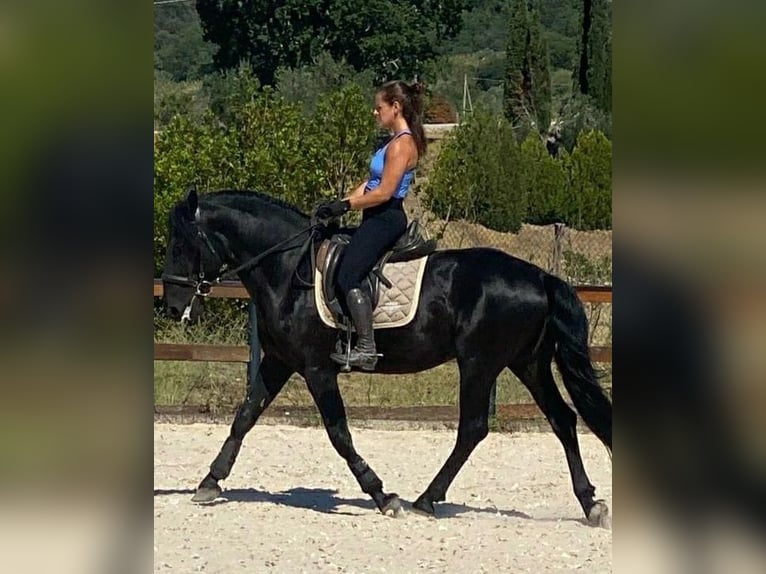 Murgese Étalon 8 Ans 153 cm Noir in Grosseto