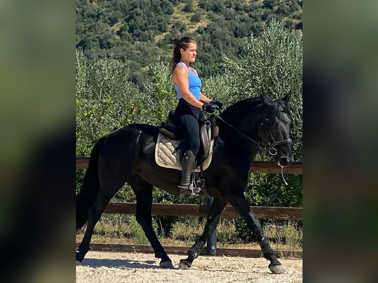 Murgese Étalon 8 Ans 153 cm Noir in Grosseto