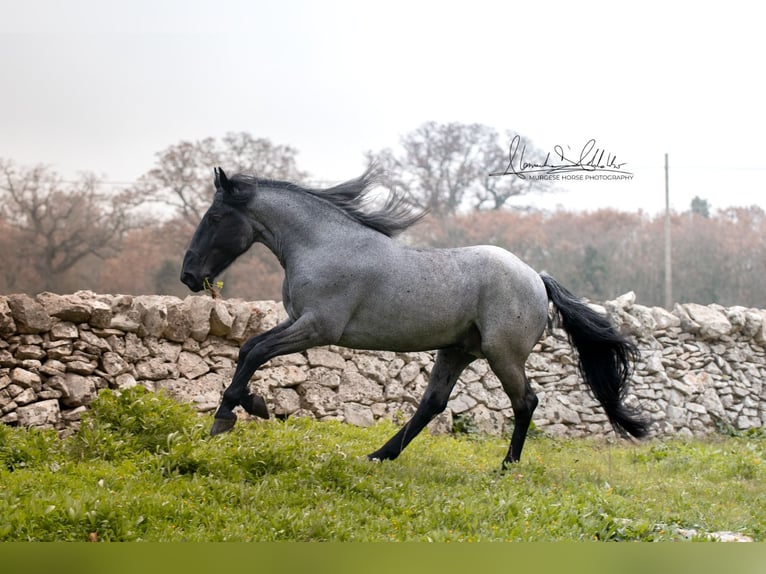 Murgese Étalon 8 Ans 161 cm Rouan Bleu in San Paolo