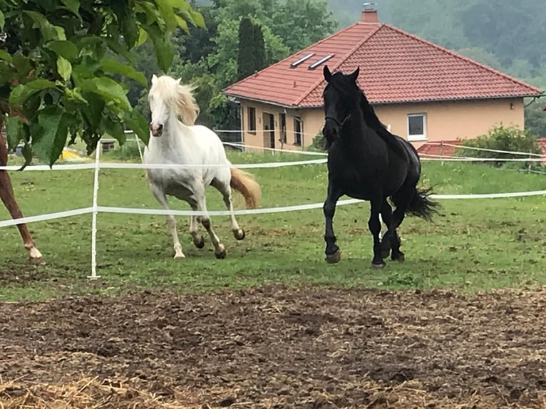 Murgese Gelding 10 years 16 hh Black in Saarburg