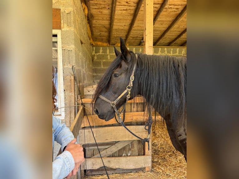 Murgese Gelding 10 years 16 hh Black in Saarburg