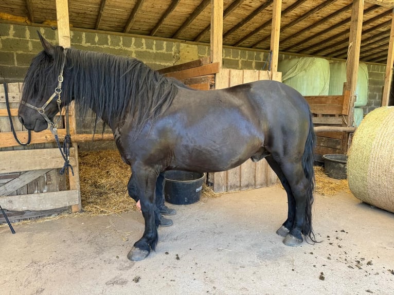 Murgese Gelding 10 years 16 hh Black in Saarburg