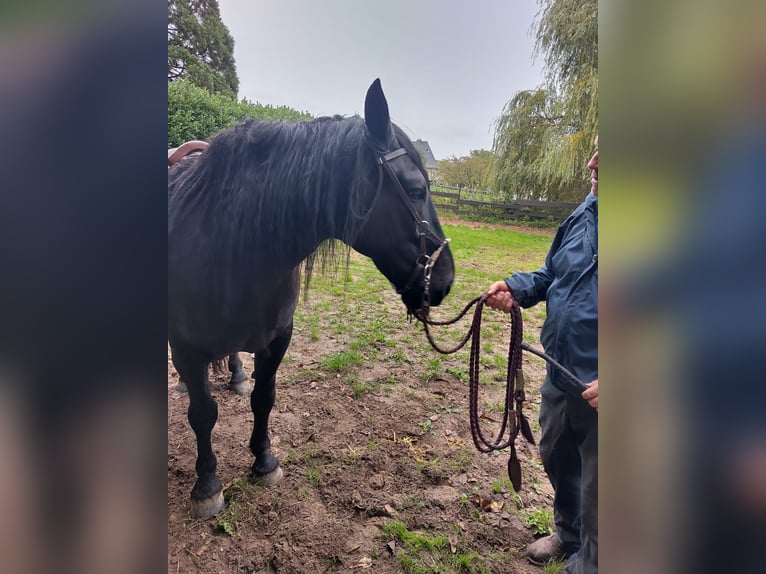Murgese Gelding 10 years 16 hh Black in Saarburg