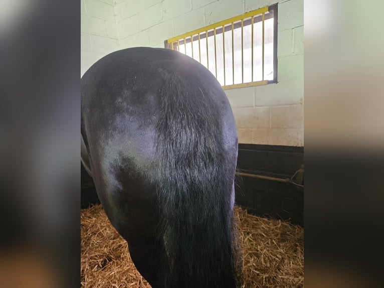 Murgese Gelding 10 years 16 hh Black in Huldange
