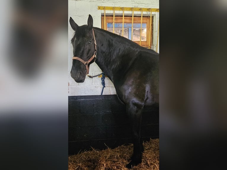 Murgese Gelding 10 years 16 hh Black in Huldange