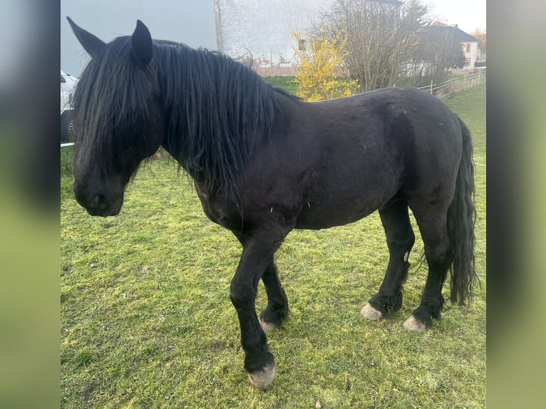 Murgese Gelding 11 years 15.2 hh Black in Saarburg