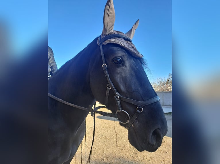 Murgese Gelding 11 years 16,1 hh Black in VILLAVERLA