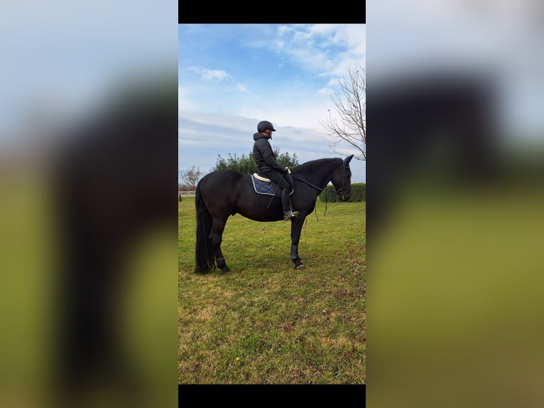 Murgese Gelding 11 years 16,1 hh Black in VILLAVERLA