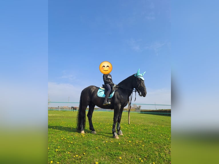 Murgese Gelding 11 years 16,1 hh Black in VILLAVERLA