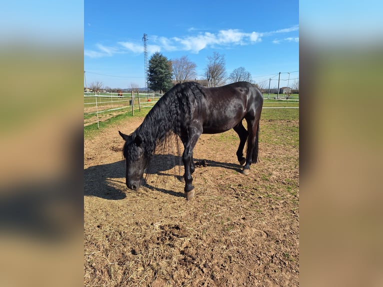 Murgese Gelding 11 years 16,1 hh Black in VILLAVERLA