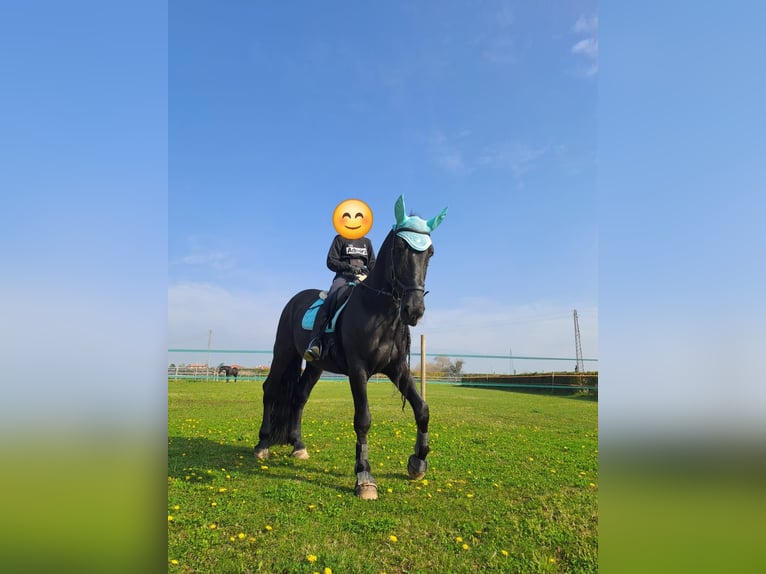 Murgese Gelding 11 years 16 hh Black in VILLAVERLA