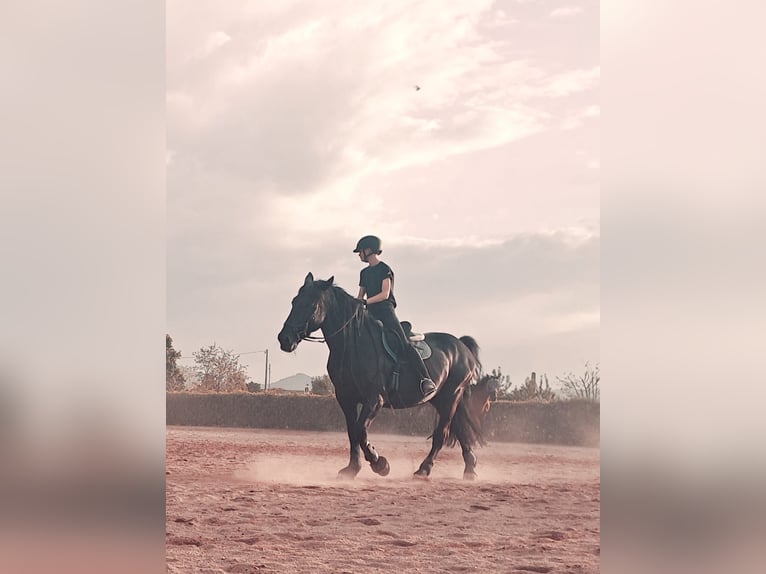 Murgese Gelding 11 years 16 hh Black in VILLAVERLA