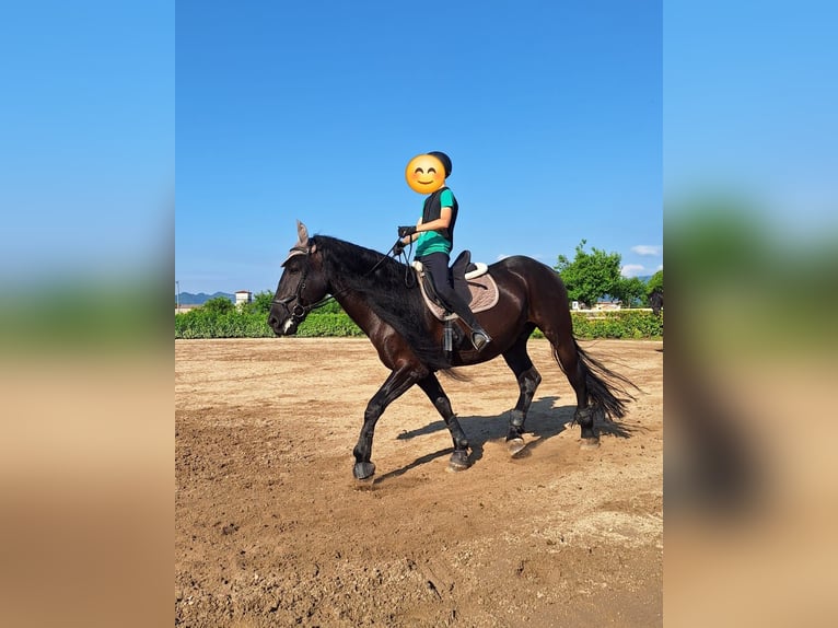 Murgese Gelding 11 years 16 hh Black in VILLAVERLA