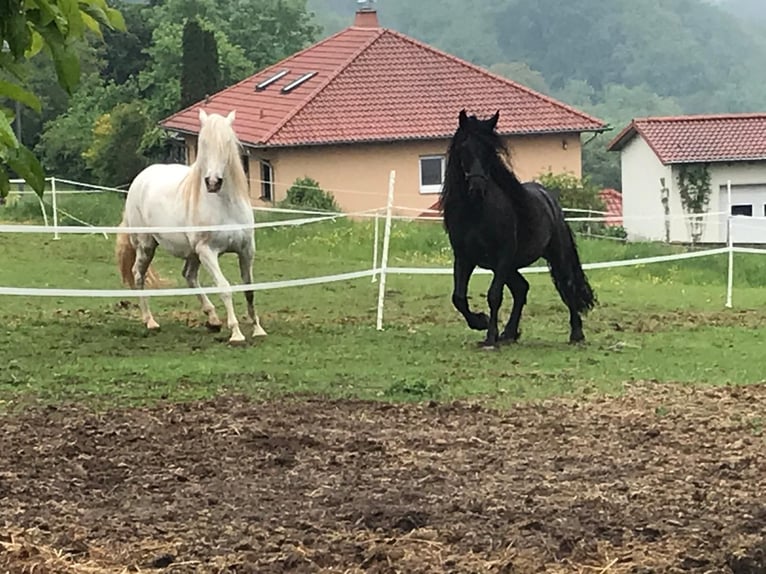 Murgese Gelding 11 years 16 hh Black in Saarburg