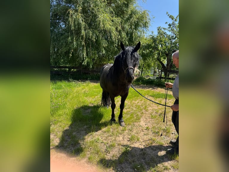 Murgese Gelding 11 years 16 hh Black in Saarburg
