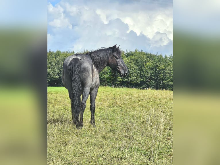 Murgese Gelding 12 years 16 hh Roan-Blue in Kleinheubach