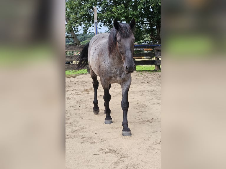 Murgese Gelding 12 years 16 hh Roan-Blue in Kleinheubach