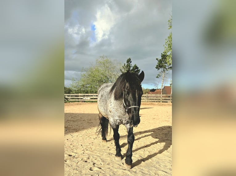 Murgese Gelding 12 years 16 hh Roan-Blue in Kleinheubach