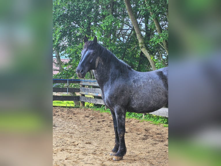 Murgese Gelding 12 years 16 hh Roan-Blue in Kleinheubach