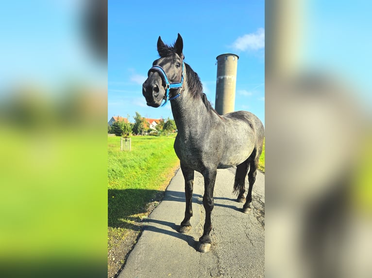 Murgese Gelding 12 years 16 hh Roan-Blue in Kleinheubach