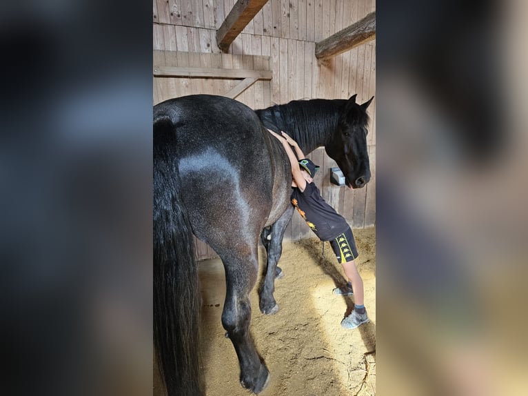 Murgese Gelding 12 years 16 hh Roan-Blue in Kleinheubach