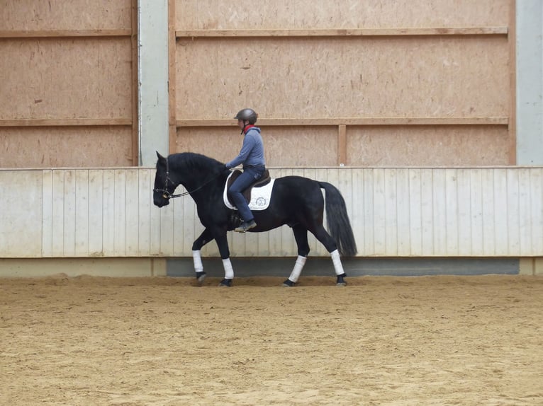Murgese Gelding 13 years 15,2 hh Black in Rot an der Rot