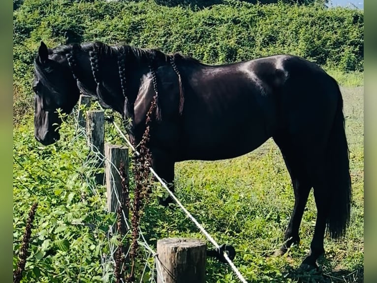 Murgese Gelding 14 years 15.2 hh Black in Bastia