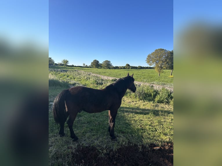 Murgese Gelding 14 years 15.3 hh Bay-Dark in Noci