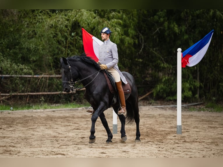 Murgese Gelding 15 years 16,3 hh Black in Graz,16.Bez.:Straßgang