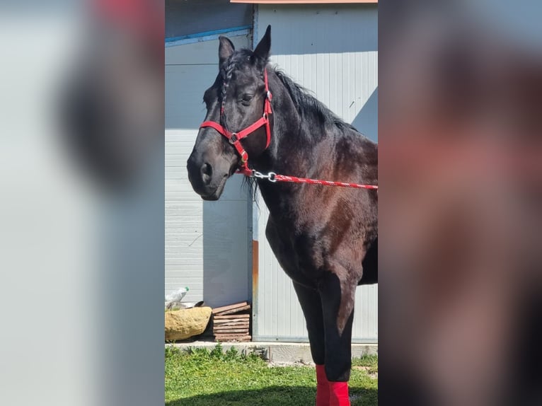 Murgese Gelding 15 years 16 hh Black in Ariano irpino