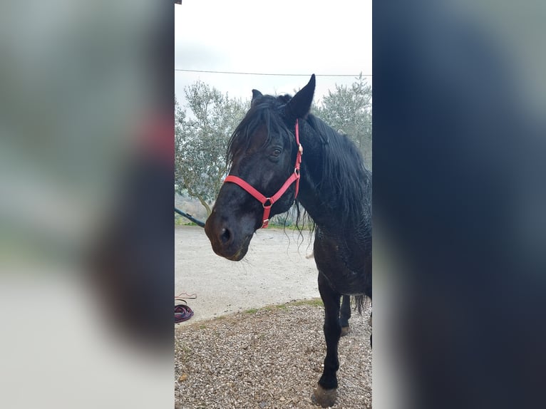 Murgese Gelding 15 years 16 hh Black in Ariano irpino