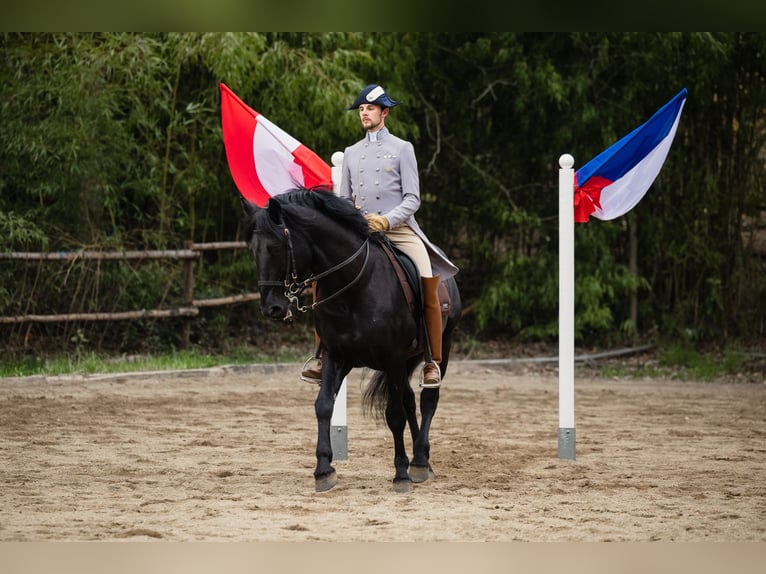 Murgese Gelding 16 years 16,3 hh Black in Graz,16.Bez.:Straßgang