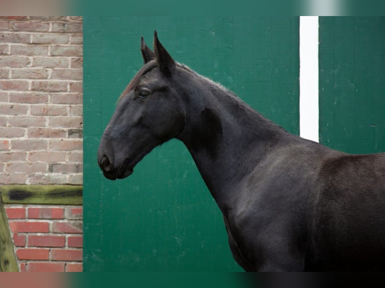 Murgese Gelding 1 year 14,2 hh Black in Reken