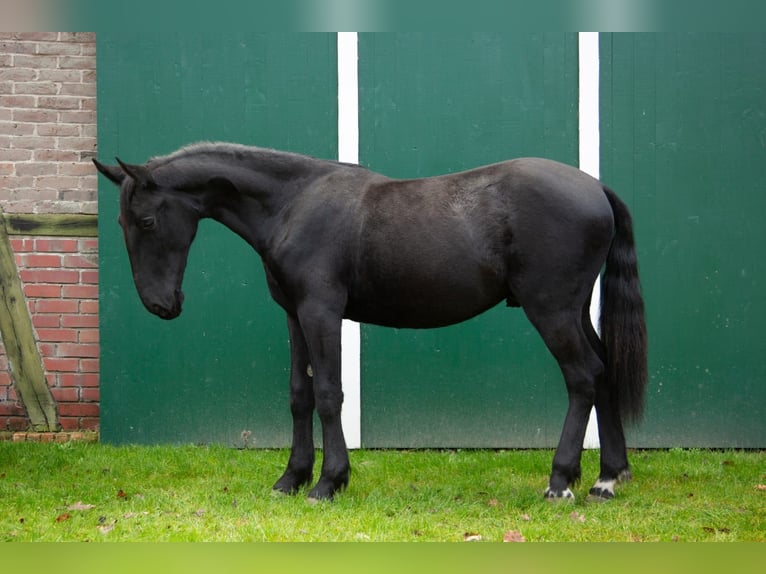 Murgese Gelding 1 year 14,2 hh Black in Reken