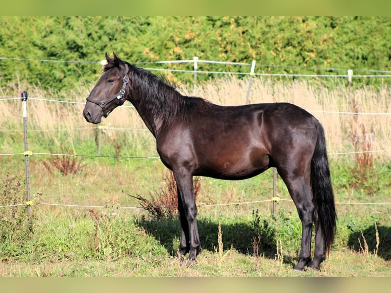 Murgese Gelding 2 years 16 hh Black in Wahlenau