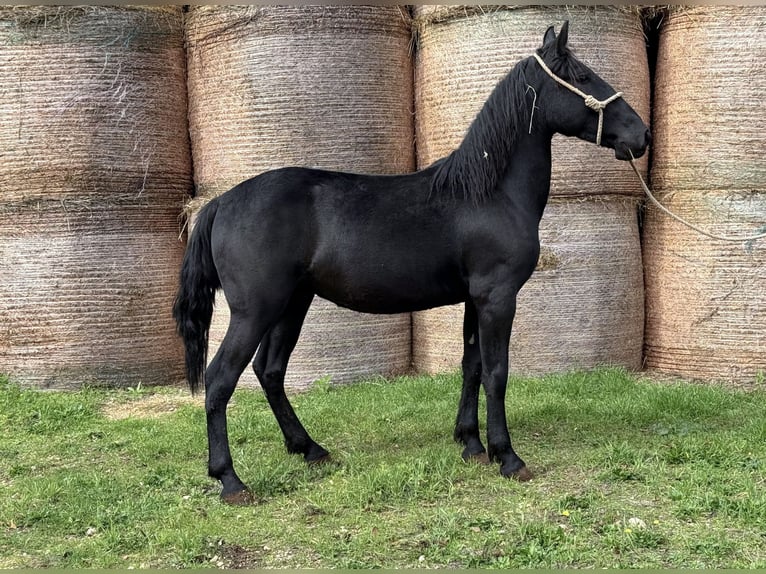 Murgese Gelding 3 years 14.2 hh Black in Martina Franca