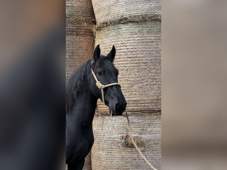 Murgese Gelding 3 years 14.2 hh Black in Martina Franca
