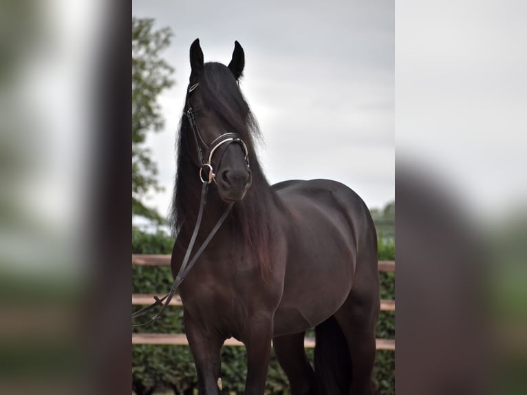 Murgese Gelding 3 years 15,2 hh Black in Montfoort