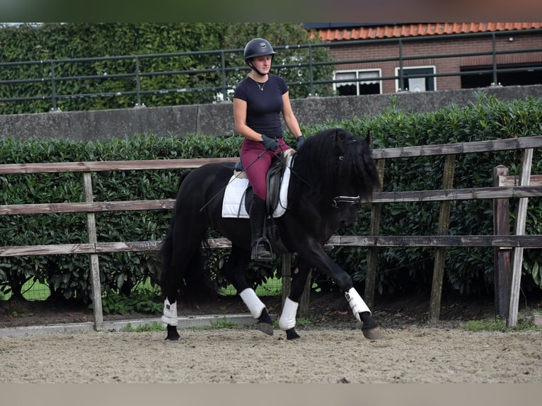 Murgese Gelding 3 years 15,2 hh Black in Montfoort